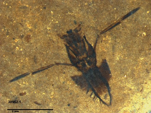 Notonectidae