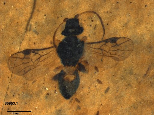 Braconidae