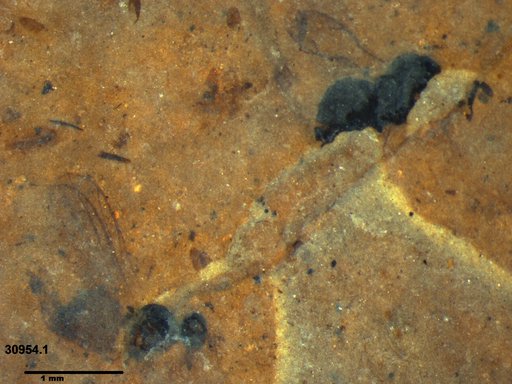 Genus sp