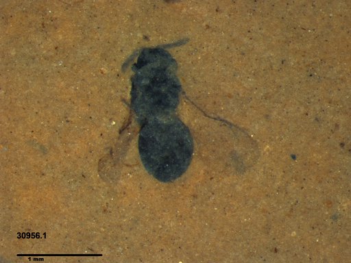 Genus sp