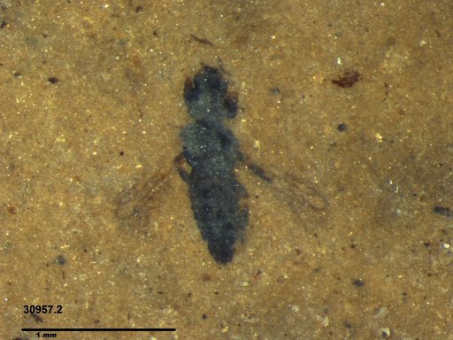 Genus sp
