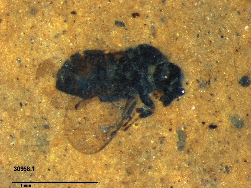 Genus sp