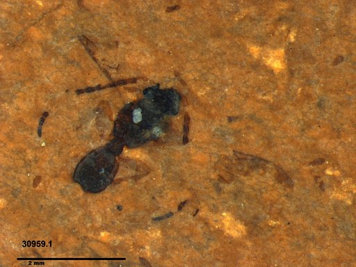 Diapriidae