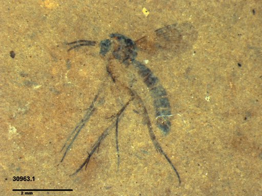 Mycetophilidae