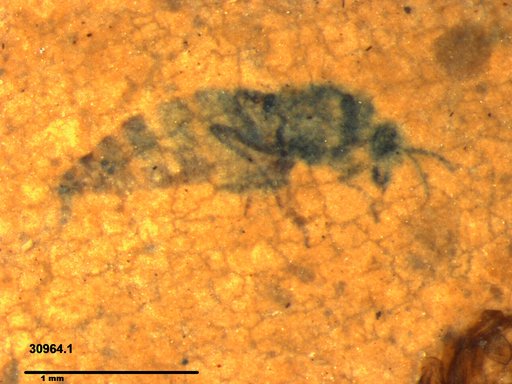 Diptera