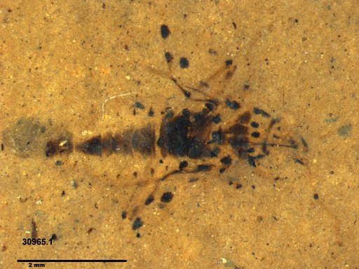 Genus sp