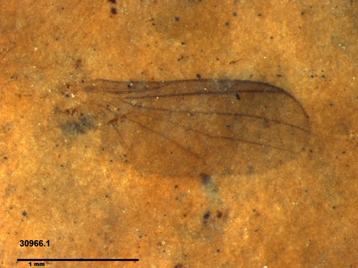 Diptera