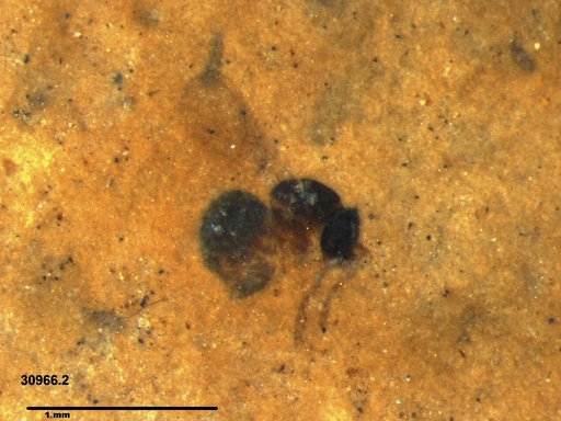 Genus sp