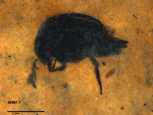 Mordellidae