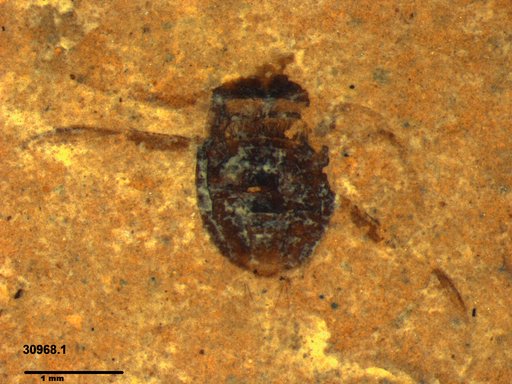 Corixidae