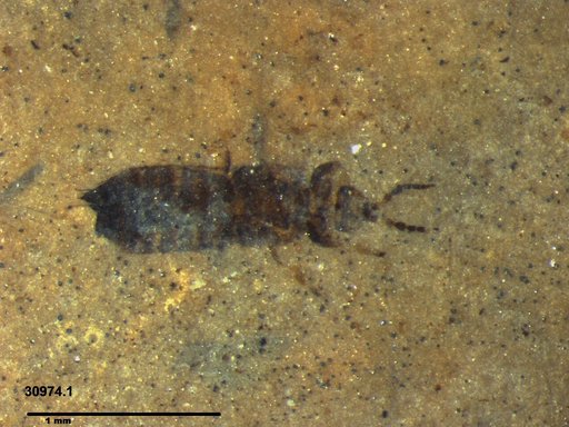 Genus sp