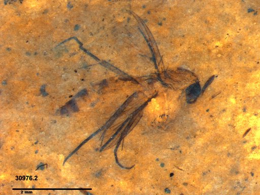Mycetophilidae