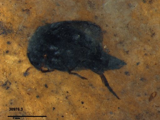Mordellidae