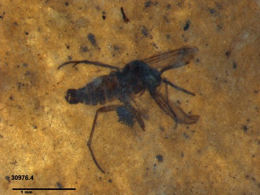 Diptera