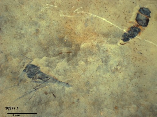 Formicidae