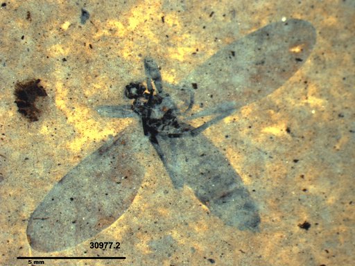 Genus sp