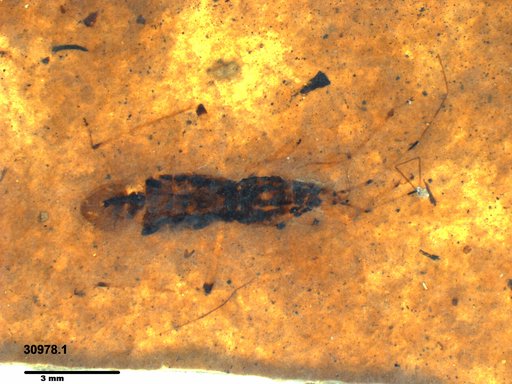 Genus sp