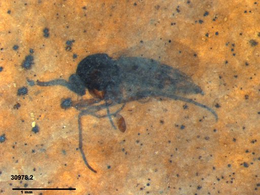 Diptera