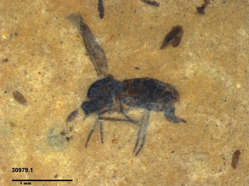 Diptera