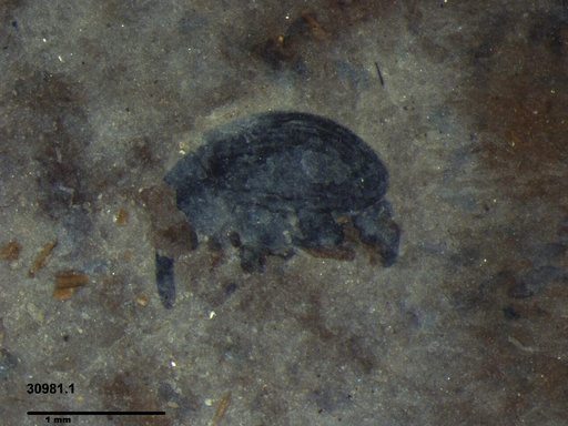 Genus sp