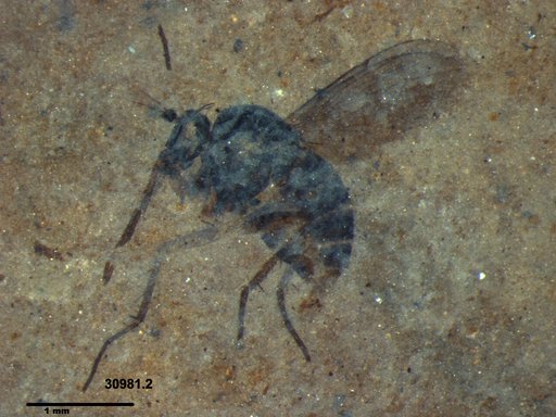 Diptera