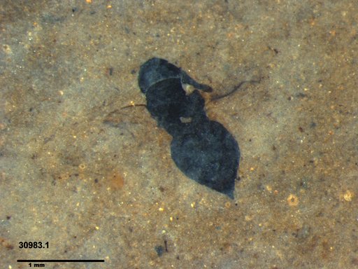 Genus sp