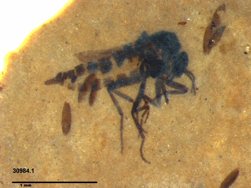 Diptera