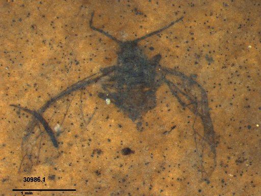Aphididae