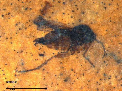 Genus sp