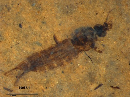Diptera
