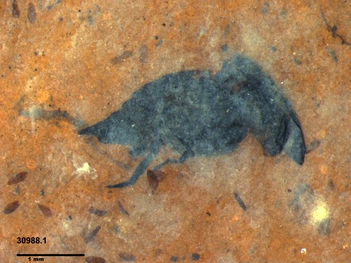 Mordellidae