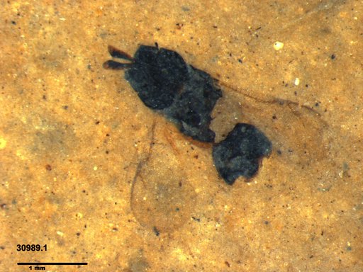 Genus sp