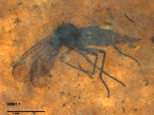 Sciaridae