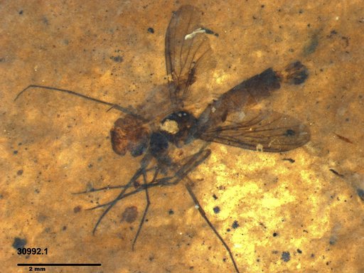 Mycetophilidae
