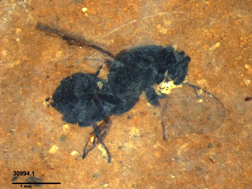 Genus sp