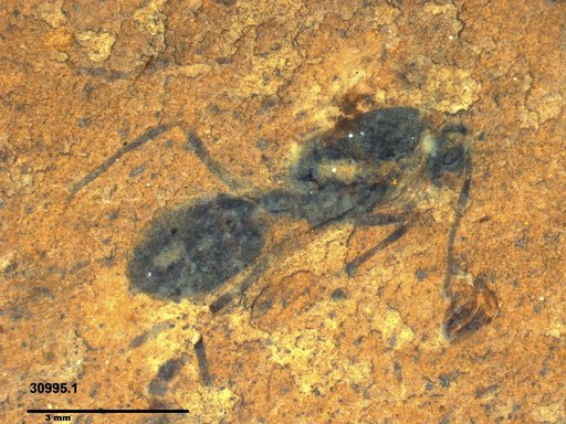 Formicidae