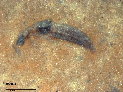 Genus sp