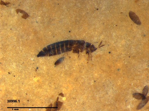 Genus sp