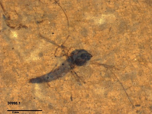 Genus sp
