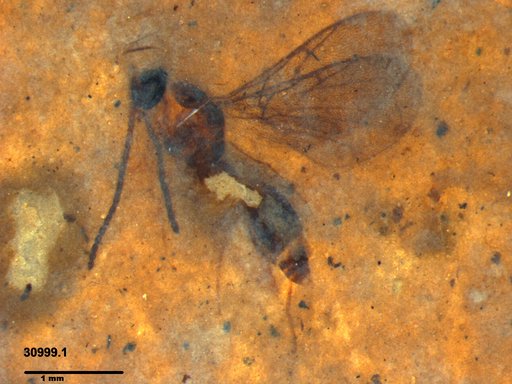 Diapriidae