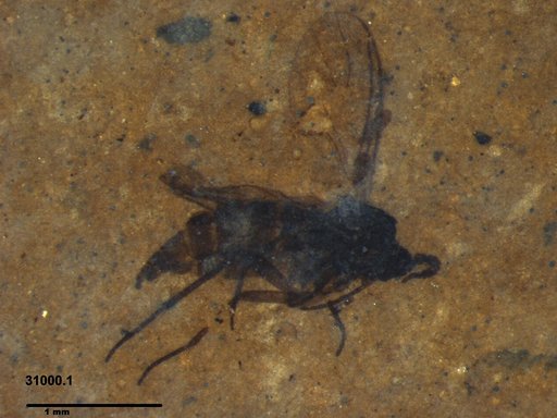 Diptera