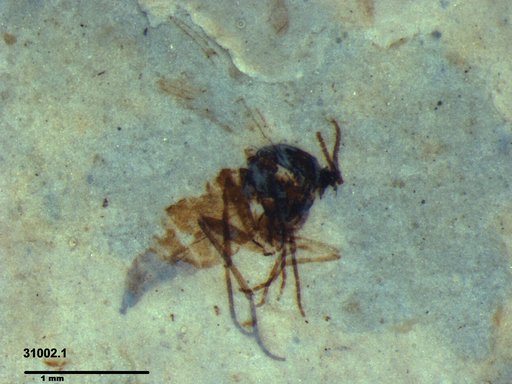 Sciaridae