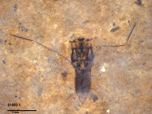 Notonectidae