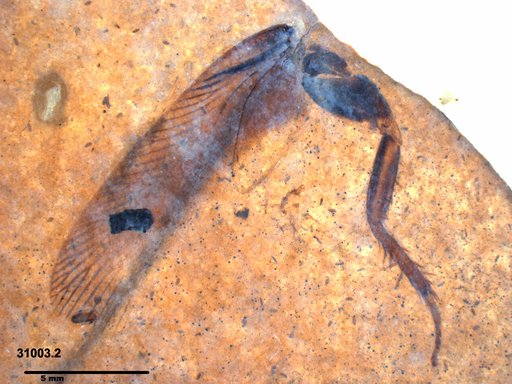 Ectobiidae