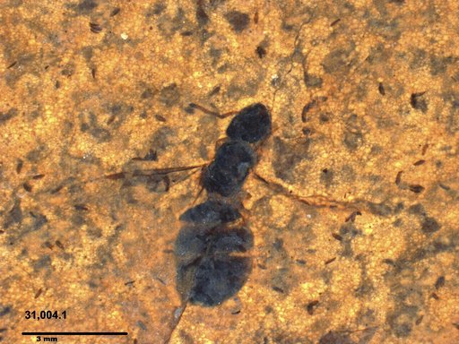 Formicidae