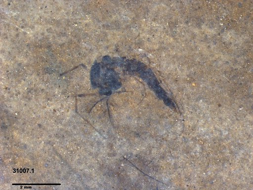 Diptera