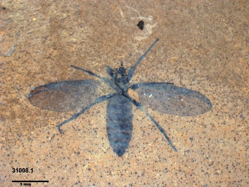 Genus sp