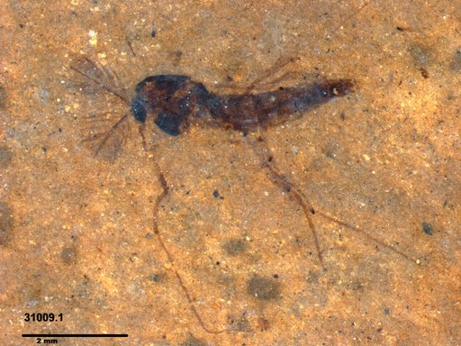 Genus sp