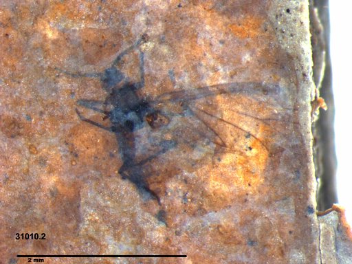 Aphididae