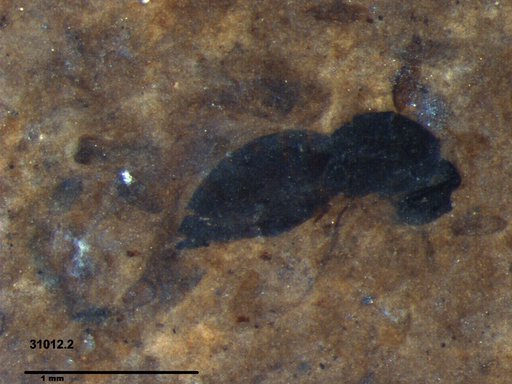 Genus sp